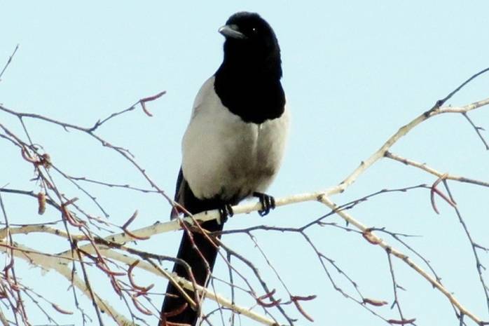 День Сорока святых