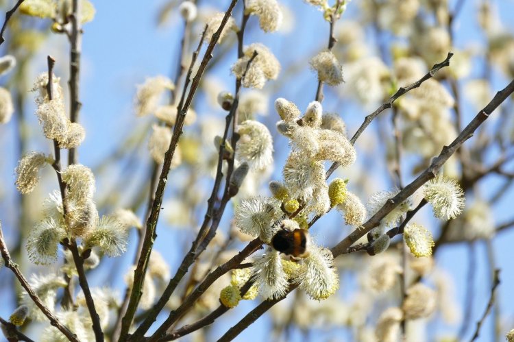 Страстная пятница