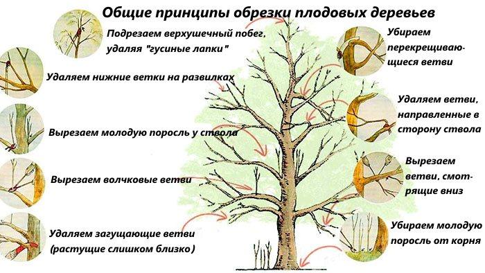 Обрезка плодовых деревьев