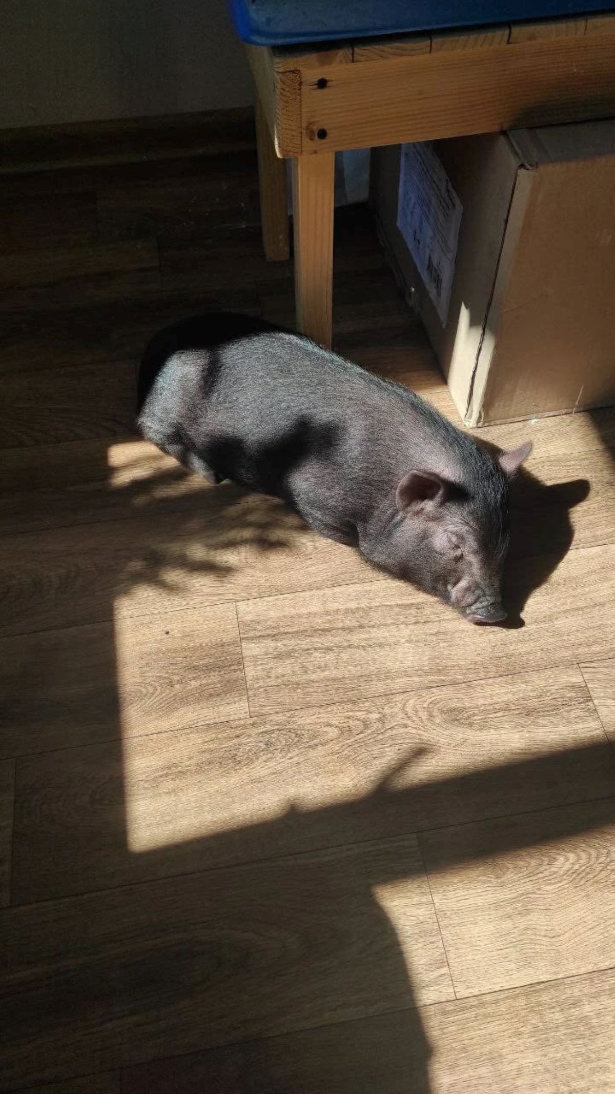 історія кабана Гудочка з Буковини