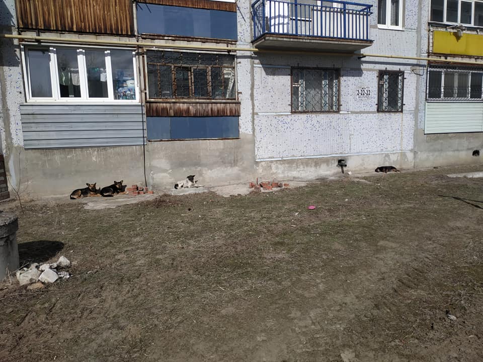 собаки