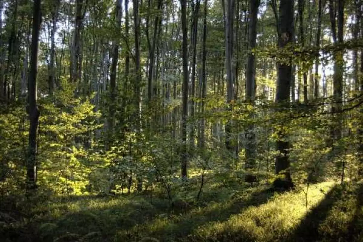 Львовщина планирует восстановить леса с помощью привлечения средств ЕС Львовщина планирует восстановить леса с помощью привлечения средств ЕС