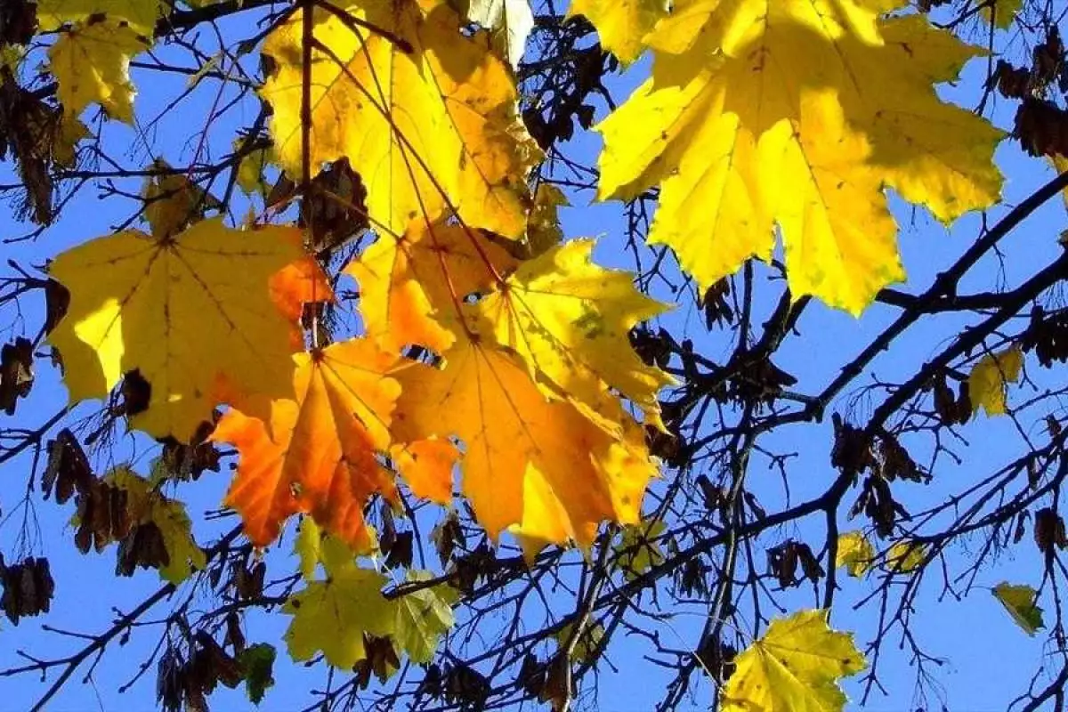 Сюрпризы погоды: в Украине зафиксирован температурный максимум за последние 88 лет