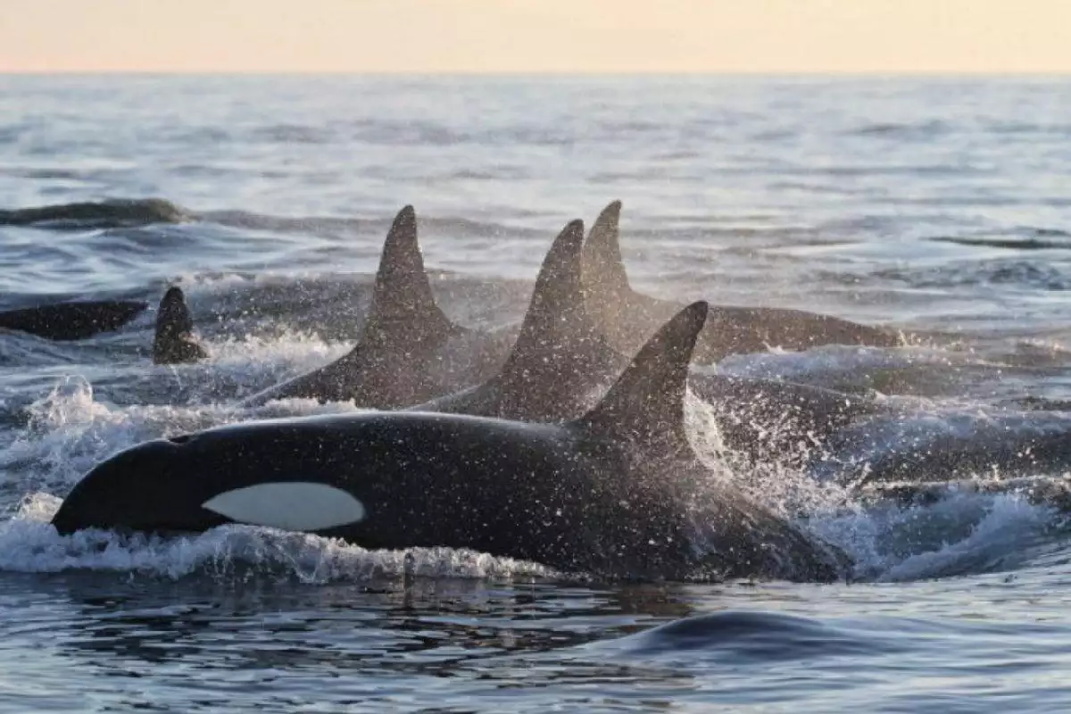 У берегов Калифорнии удалось заснять завораживающее видео: киты-убийцы атаковали акулу У берегов Калифорнии удалось заснять завораживающее видео: киты-убийцы атаковали акулу