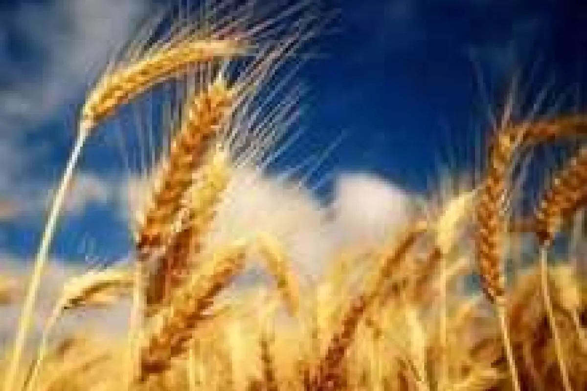 У аграриев Луганщины не хотят закупать зерно У аграриев Луганщины не хотят закупать зерно