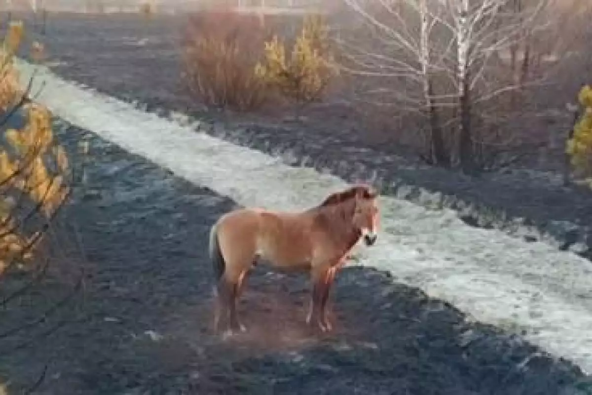 Голодные животные бродят по пепелищу: Чернобыльский заповедник нуждается в помощи