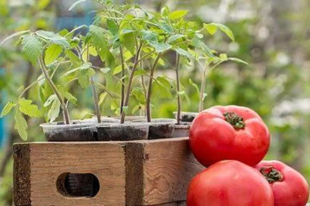 Лучшие сорта помидор для посадки в открытом грунте Лучшие сорта помидор для посадки в открытом грунте