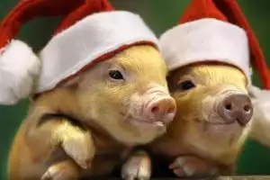 Год Желтой Свиньи 2019: описание и характеристика