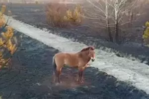 Голодные животные бродят по пепелищу: Чернобыльский заповедник нуждается в помощи